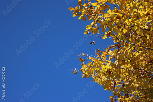 European or common hornbeam with yellow leaves. Carpinus betulus in autumn against blue sky