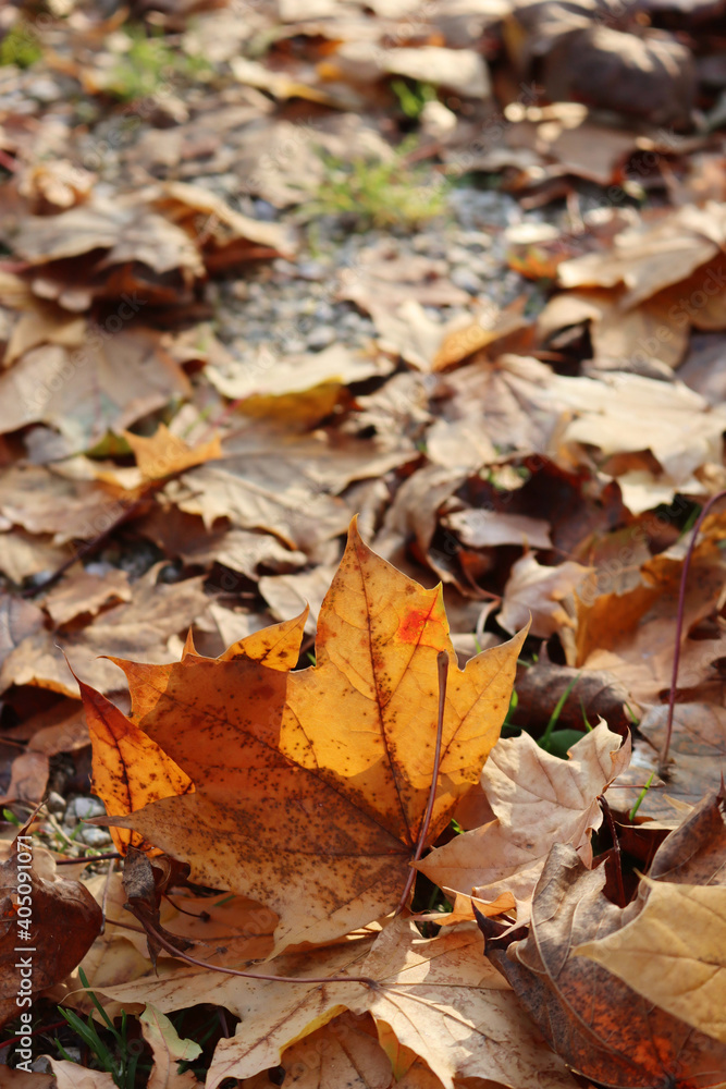 Freshly fallen yellow leaf in the garden. Autumn background