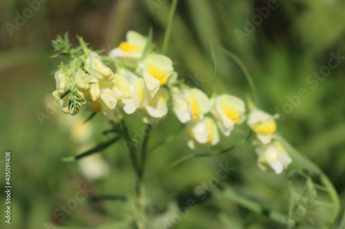 Linaria vulgaris yellow flowers. Yellow wildflower of Linaria also called yellow toadflax in bloom on summer © saratm