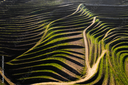 Aerial view of vineyards terraces in Douro Valley, Portugal