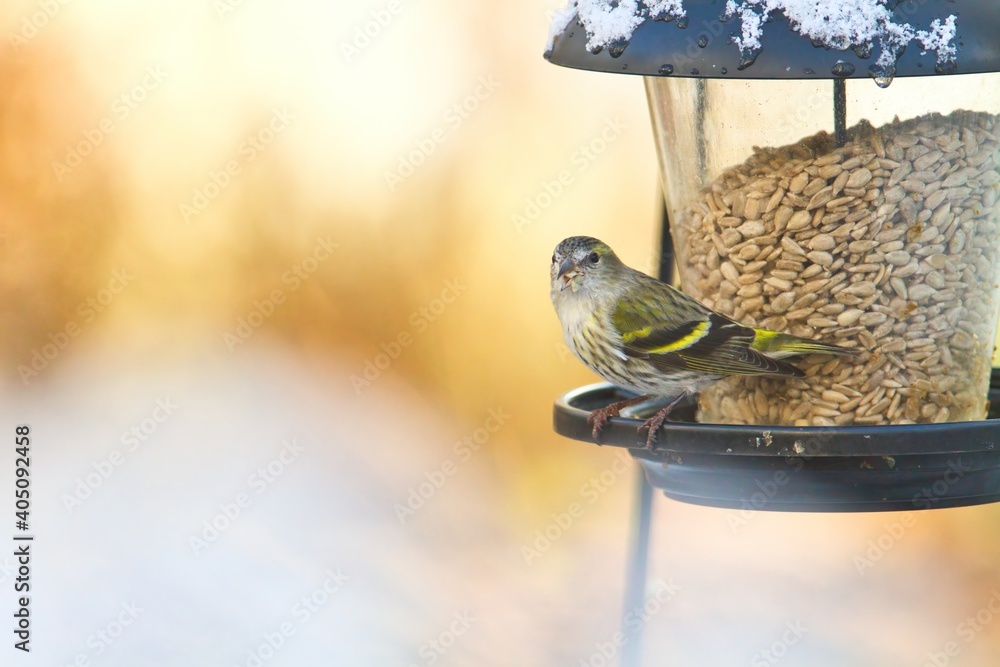 Ein Erlenzeisig sitzt im Winter an einem Futterhaus und frisst Körner
