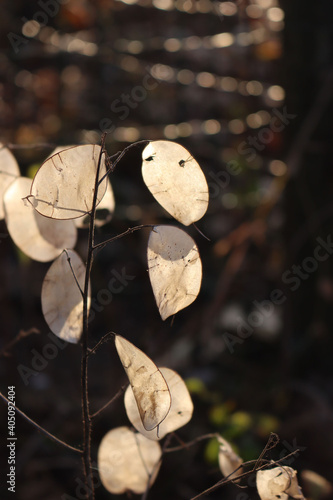 Close-up of ornamental pods of Lunaria annua plant on winter in the garden. Also called Silver dollar, Dollar plant, moonwort or Honestly  photo