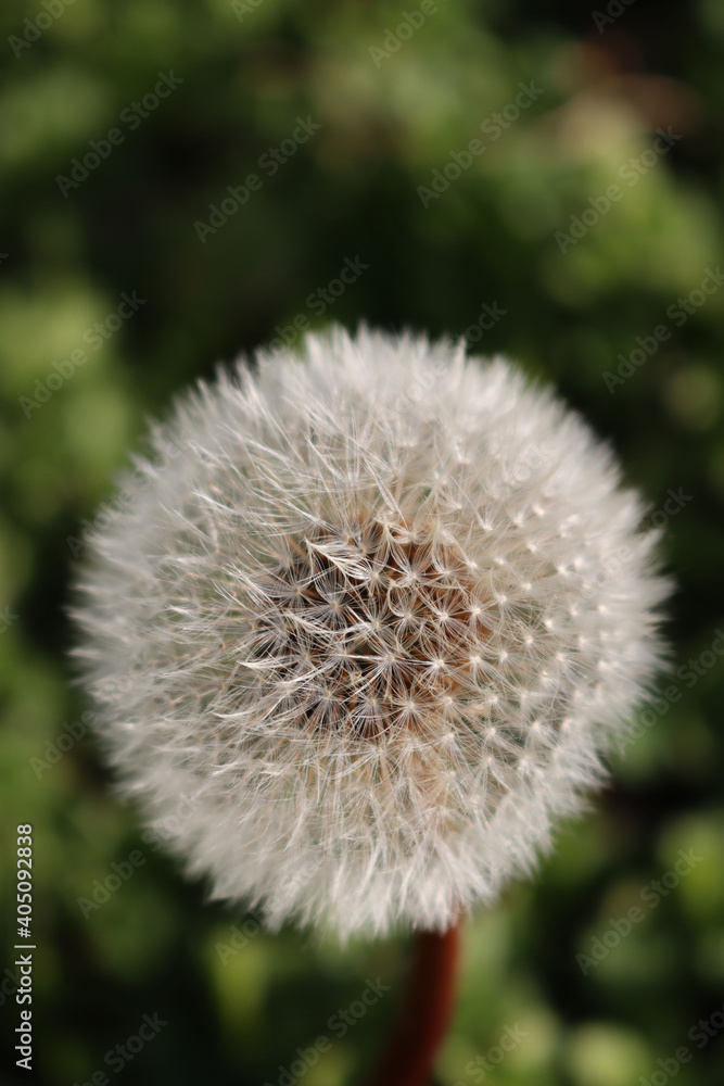 White dandelion with fluffy seeds against dark green background. Taraxacum plant