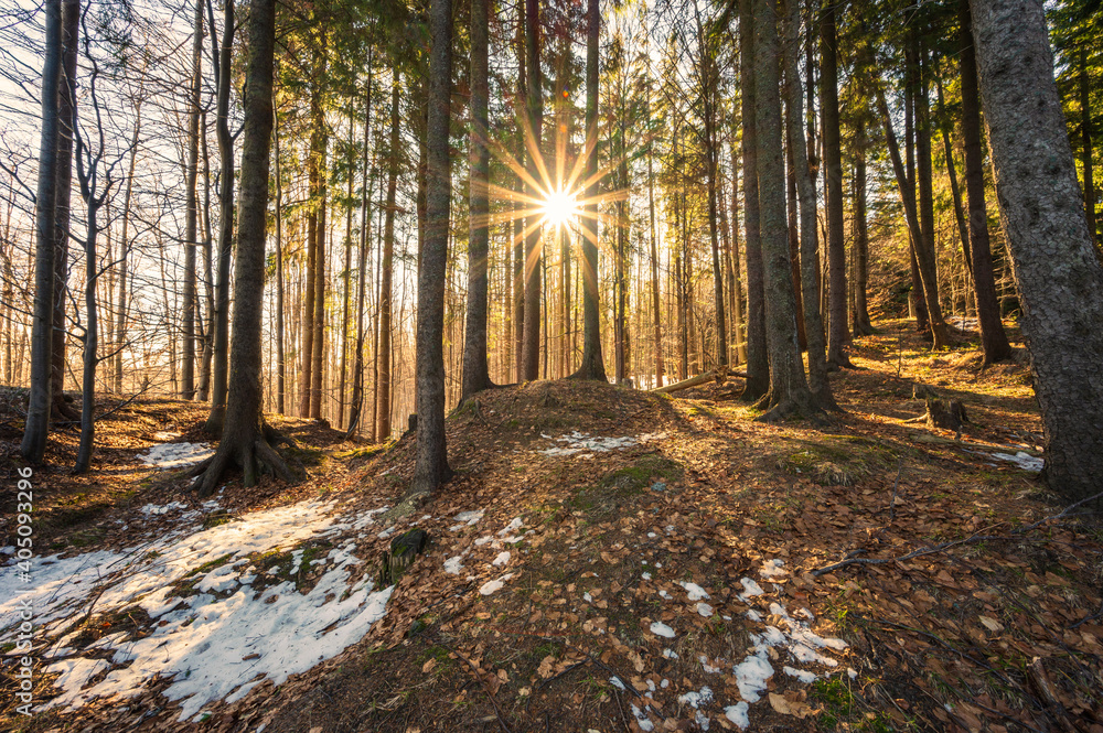 Sunlight between the trees