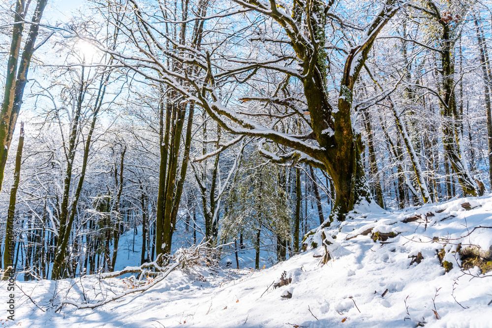 Fototapeta premium Trail in the snowy Artikutza natural park in Oiartzun near San Sebastián, Gipuzkoa, Basque Country. Spain