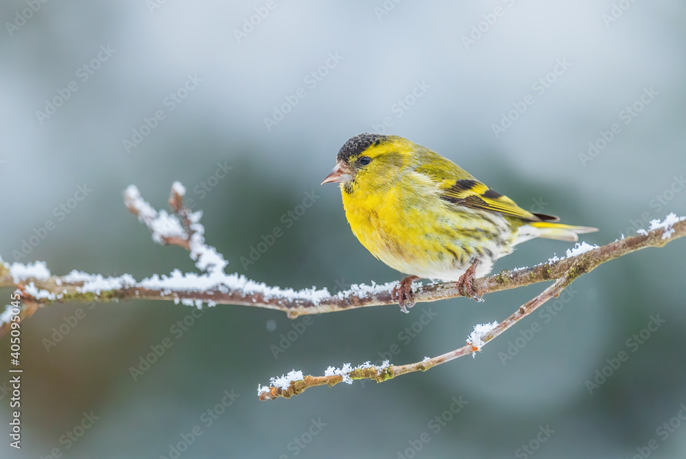 Eurasian Siskin - Carduelis spinus, beautiful perching bird from European forests and gardens, Zlin, Czech Republic.