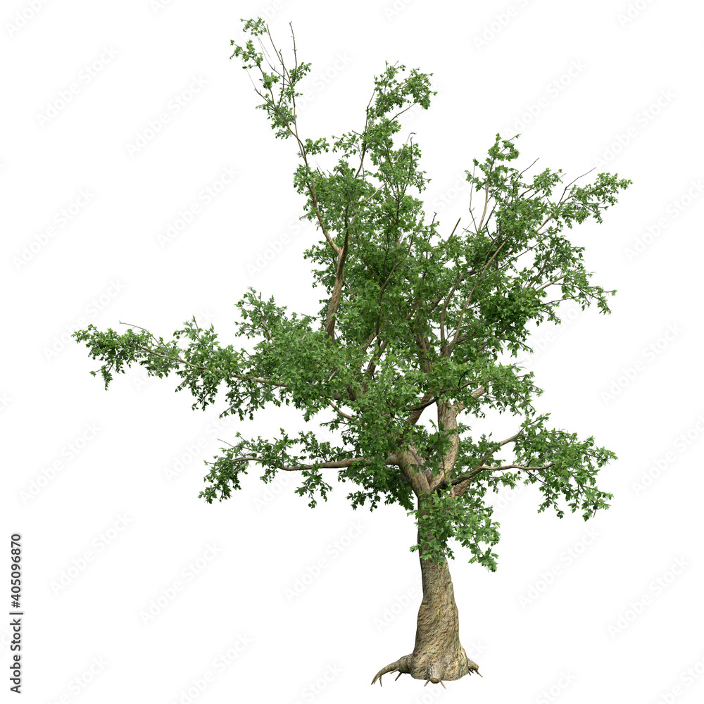 3D Rendering Sycamore Tree on White