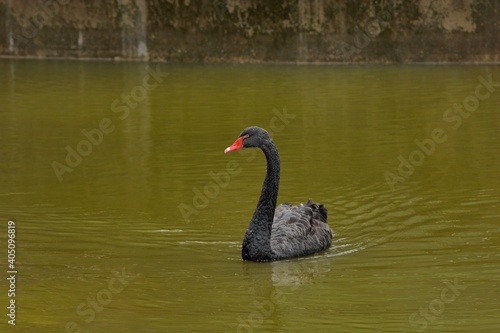 Fototapeta Naklejka Na Ścianę i Meble -  Farm black swan, in Taiwan