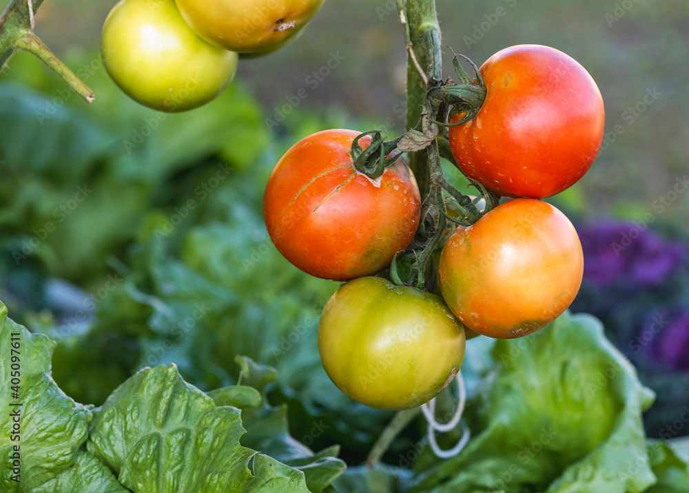 Fresh organic tomatoes on the vine Fresh organic tomatoes on the vine