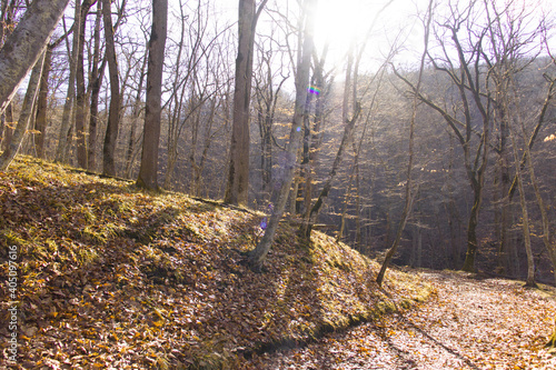 Fototapeta Naklejka Na Ścianę i Meble -  Falling oak leaves on the scenic autumn forest illuminated by morning sun