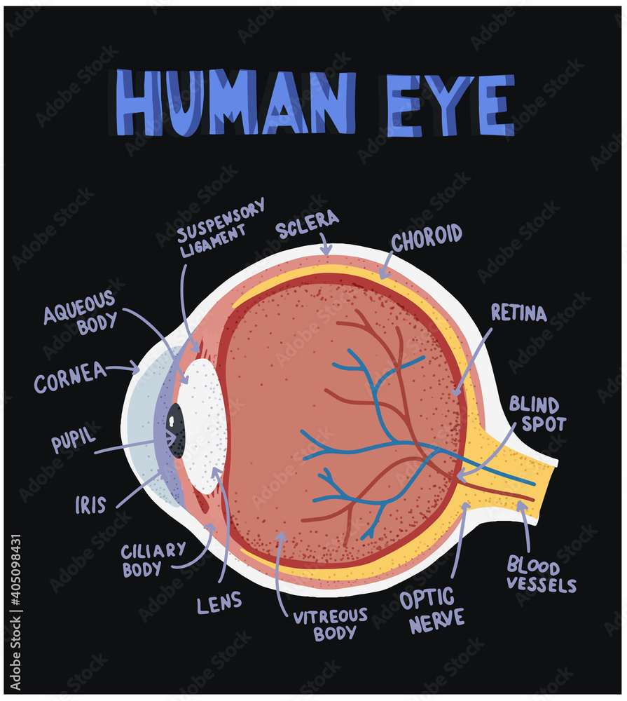 Components of human eye. Illustration about Anatomy and Physiology. Eye ...