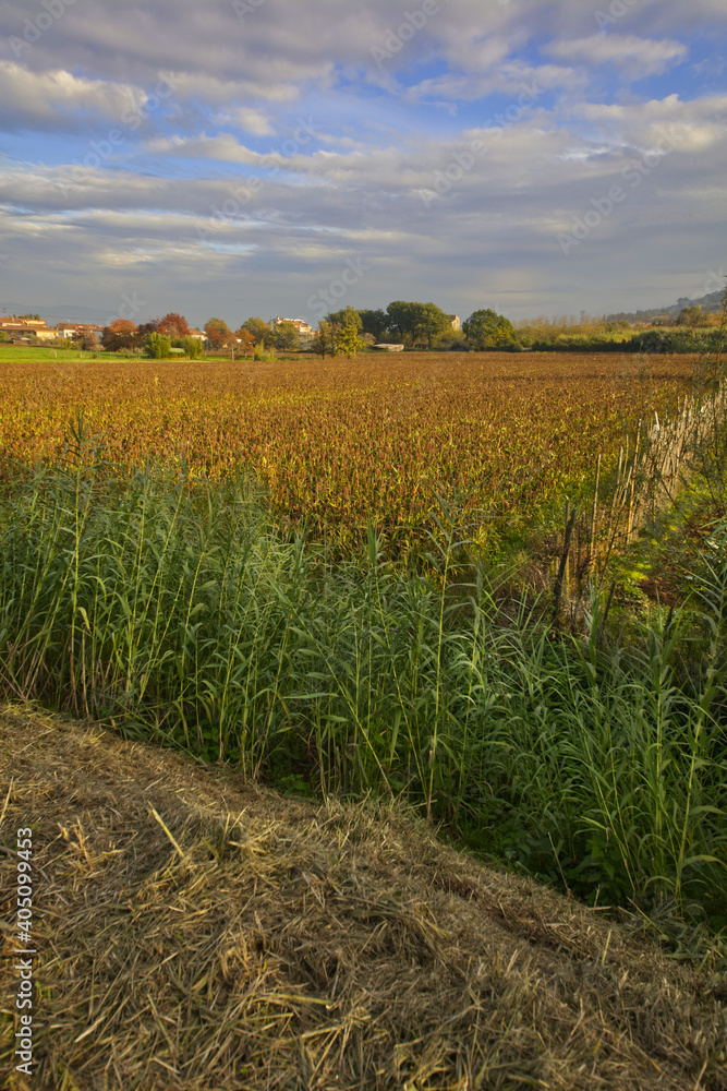 tuscan countryside with field