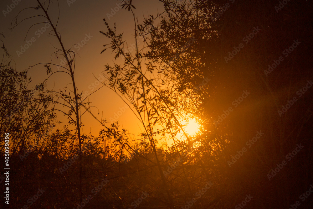 Obraz premium Trees.Tree silhouette.Silhouette.Silhouette during sunset.Trees and plants during sunset.Sunset landscape.Sunset sky.Silhouette trees.Twilight.Golden hour