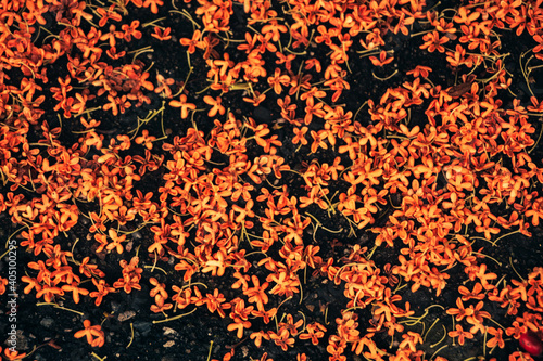 Osmanthus petals scattered across the image. photo