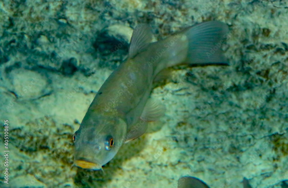 Tenca o Doctor Fish, Tinca tinca, Pez de agua dulce del río Guadiana en