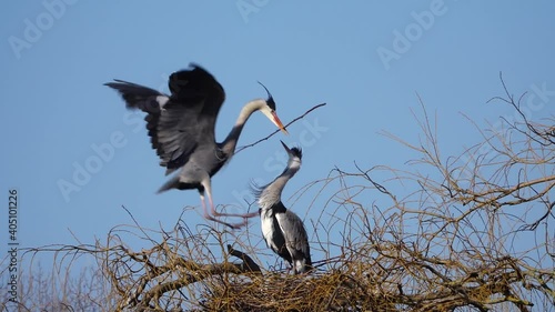 A grey heron landing on a tree with a branch in its mouth to build a nest photo