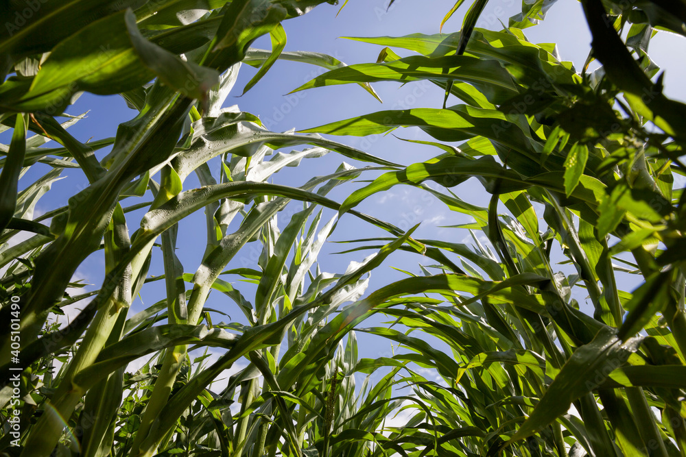 long rows of green corn sprouts in spring or summer long rows of green corn sprouts in spring or summer