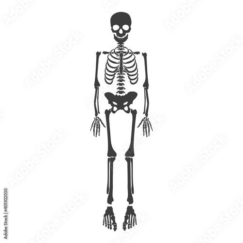 Skeleton human vector