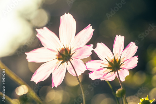 Two cosmos flowers backlit from the back