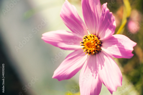 A single dark pink cosmos in the forward light  viewed from an angle