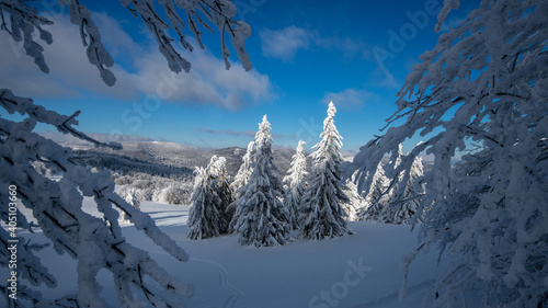 beautiful winter landscape with snowy firs  photo