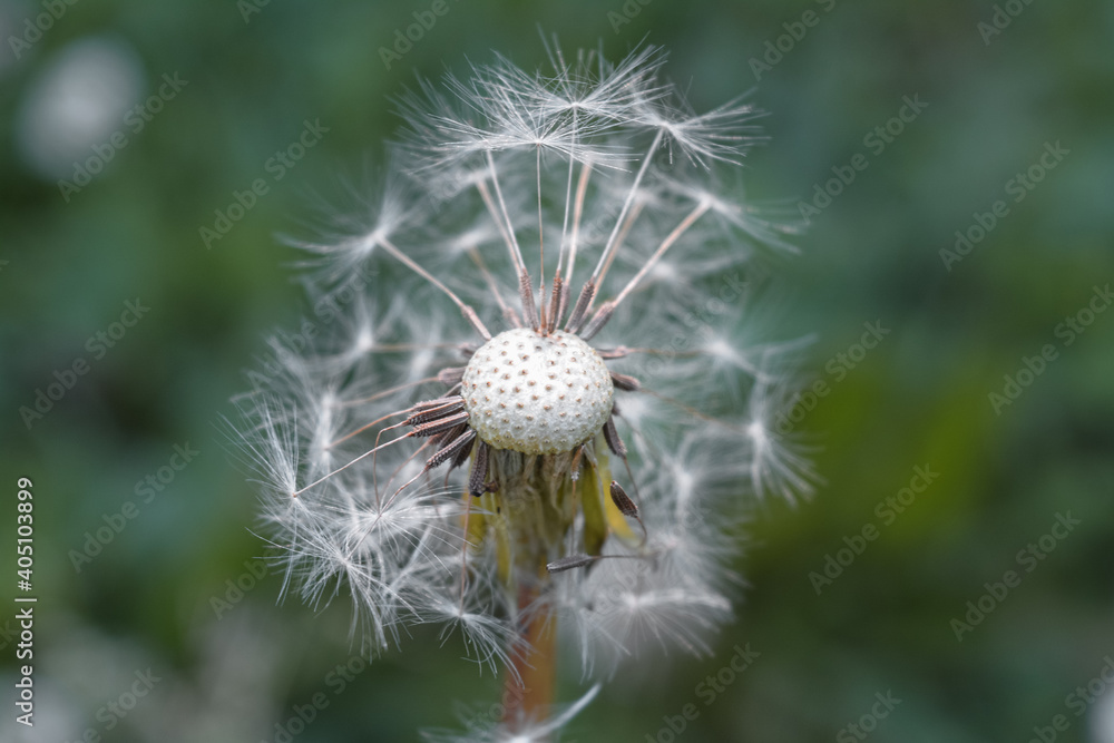 Fototapeta premium dandelion with seeds, white dandelion, blooming dandelion