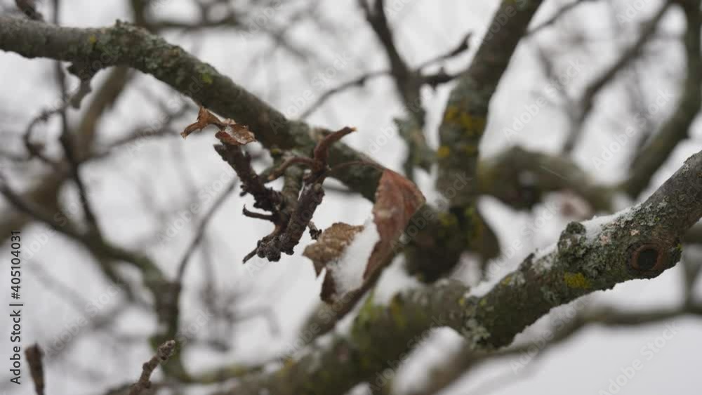 Tree in winter without leaves. It is snowing. Tree in winter without leaves. It is snowing.