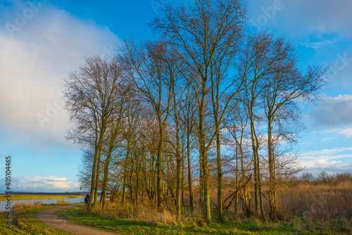 Trees in a field in wetland under a blue rainy sky in sunlight in winter, Almere, Flevoland, The Netherlands, January 12, 2021 © Naj