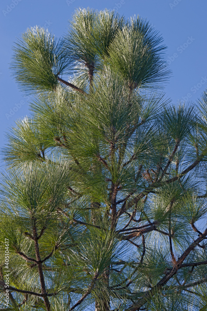 Longleaf pine (Pinus palustris). Called Southern Yellow Pine, Florida pine and Georgia pine also. Included in International Union for Conservation of Nature Red list of Threatened species