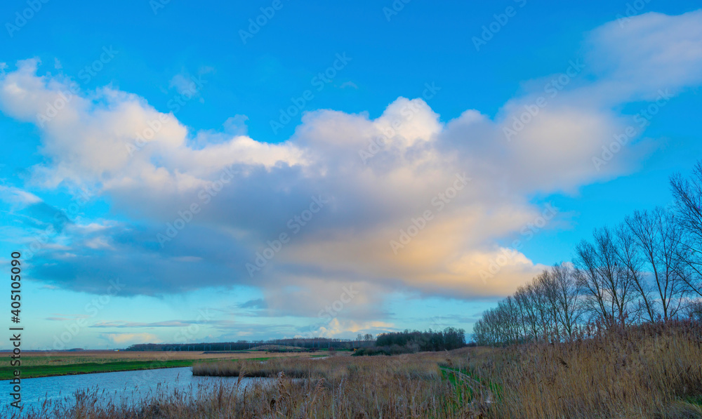 Reed along the edge of a lake in wetland under a bright blue rainy sky, Almere, Flevoland, The Netherlands, January 12, 2021