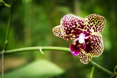 Yellow background orchid with burgundy color