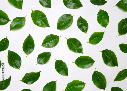 Green leaves isolated on white