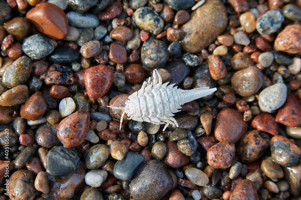 Whitewashed arthropod shell on the pebbles of the seashore Whitewashed arthropod shell on the pebbles of the seashore