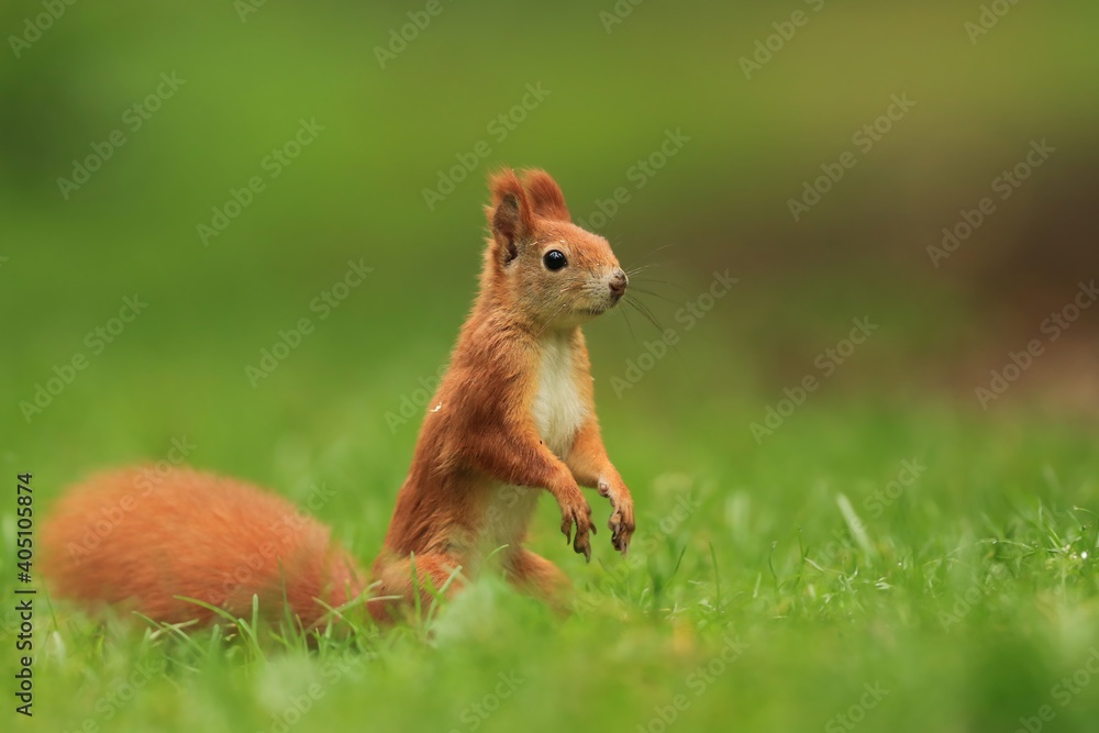 Art view on wild nature. Cute red squirrel sitting on the ground. Sciurus vulgaris Art view on wild nature. Cute red squirrel sitting on the ground. Sciurus vulgaris