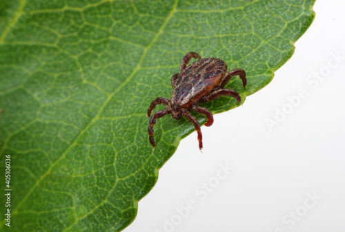 Tick insect on a green plant background.