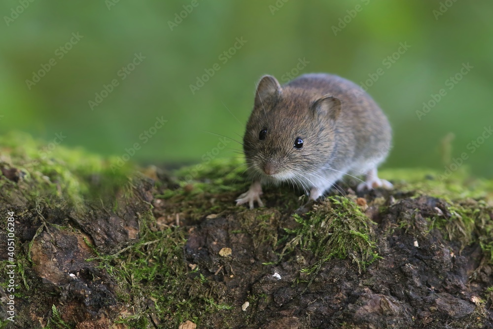 bank vole sitting on the stump. Myodes glareolus. bank vole sitting on the stump. Myodes glareolus.