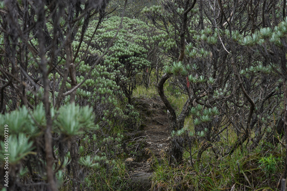 Fototapeta premium grass in the forest