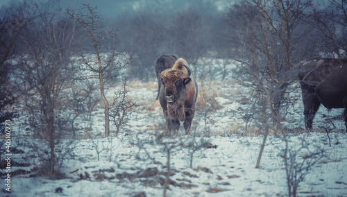 European bison resting on a snow meadow.