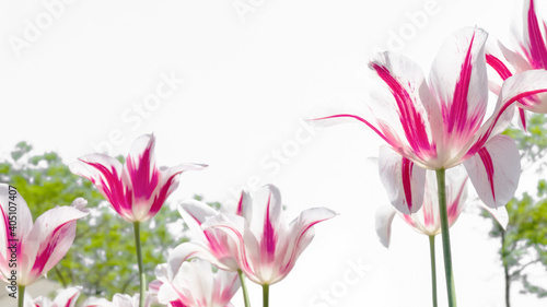 zarte rosa tulpen isoliert auf wei   von schr  g unten  frohe ostern florale gru  karte