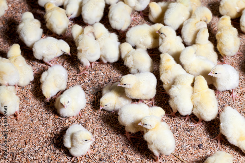 genetically enhanced white chicken chicks