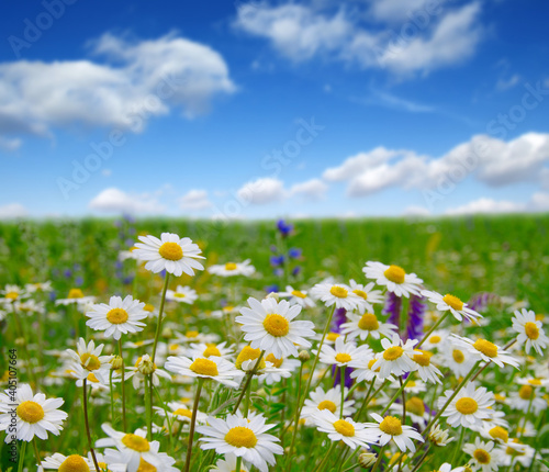 white daisies on blue sky
