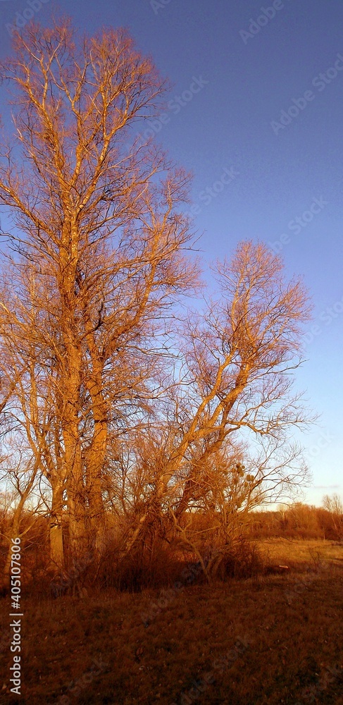 the evening sun in late autumn illuminates trees without foliage and dry grass. Forest-steppe, middle belt, Europe the evening sun in late autumn illuminates trees without foliage and dry grass. Forest-steppe, middle belt, Europe