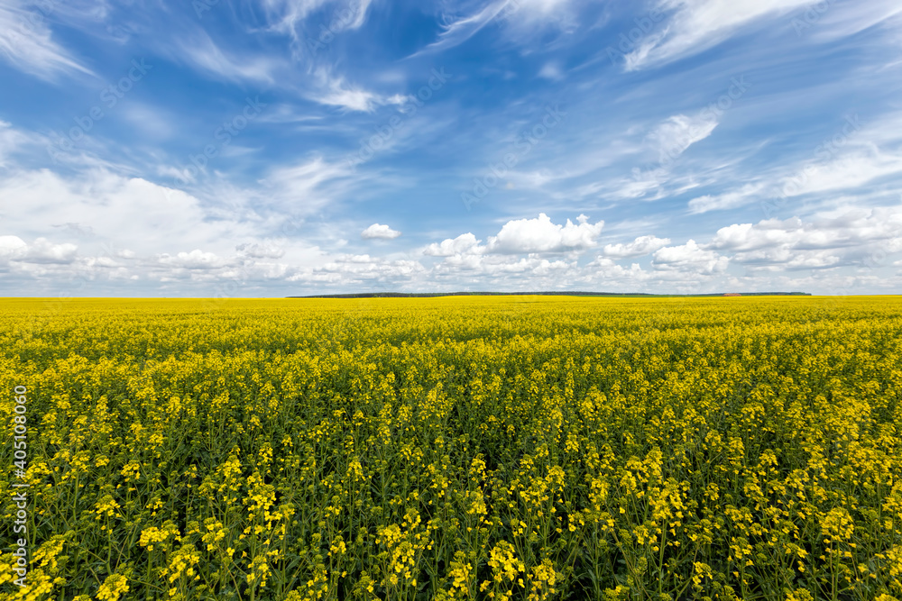 yellow-blooming rapeseed in an agricultural field