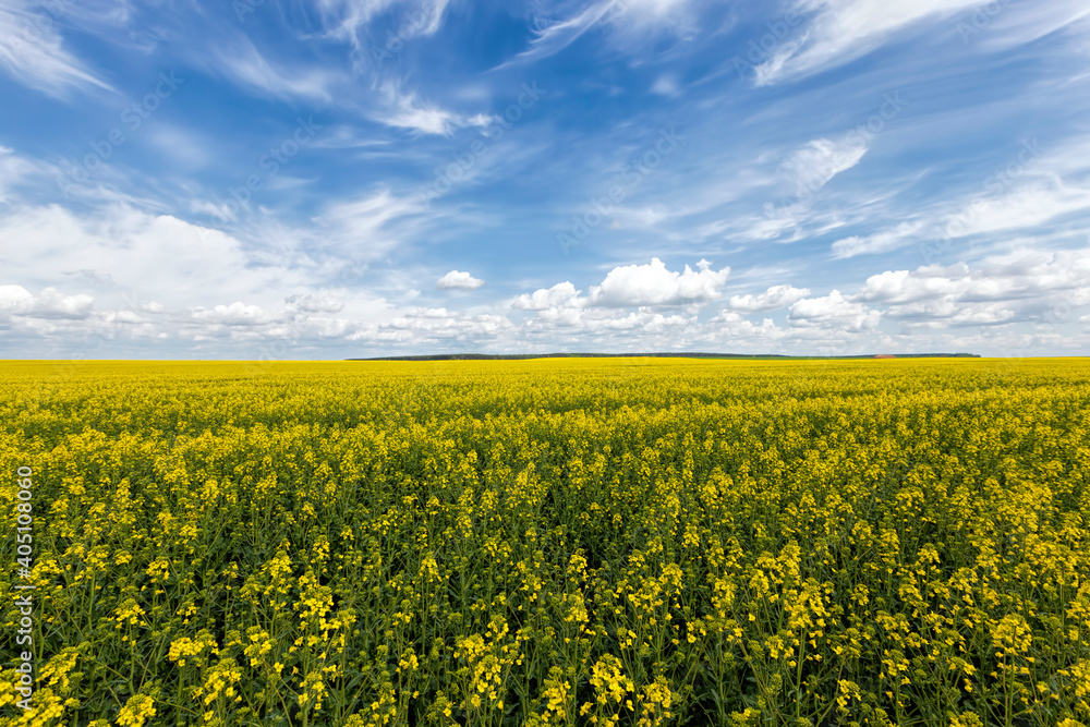 yellow-blooming rapeseed in an agricultural field yellow-blooming rapeseed in an agricultural field