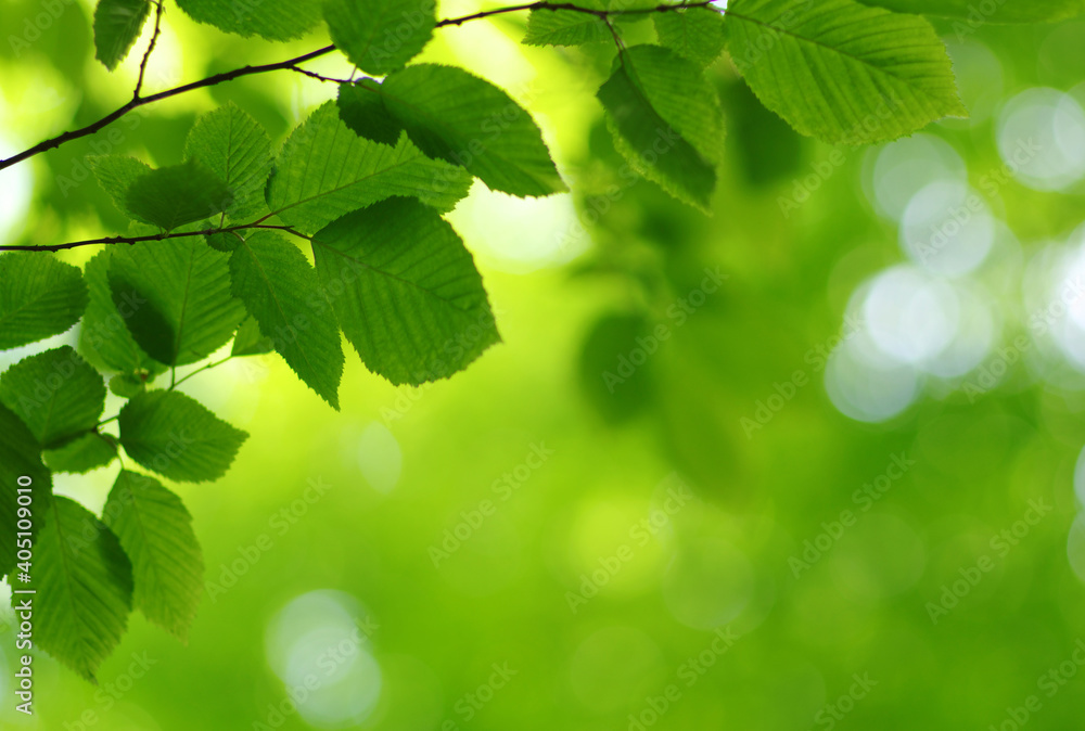 Green leaves background