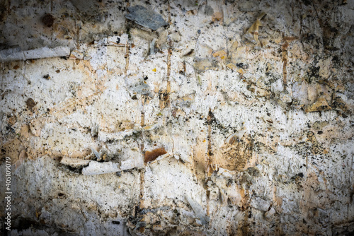 white birch bark with visible details. background