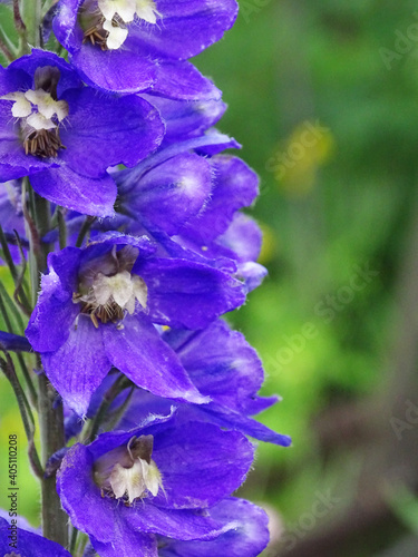 Delphinium cultorum: blue delphinium flowers in macro photography