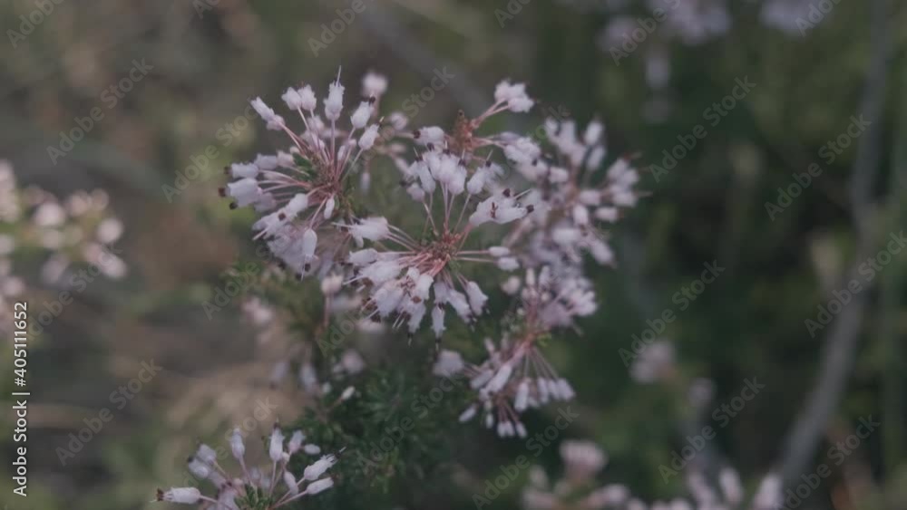 Erica tetralix, wild rose flowering plant in the forest with green leaves. Seasonal flowering in Spain Erica tetralix, wild rose flowering plant in the forest with green leaves. Seasonal flowering in Spain
