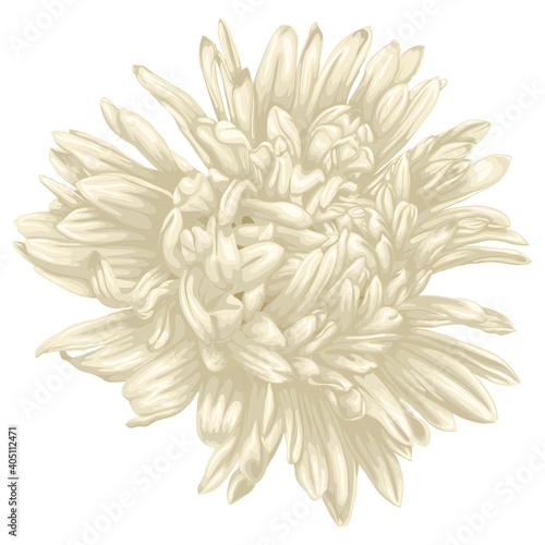Beautiful beige aster isolated on white background .