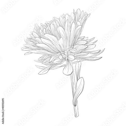 beautiful monochrome, black and white aster flower isolated.